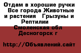 Отдам в хорошие ручки - Все города Животные и растения » Грызуны и Рептилии   . Смоленская обл.,Десногорск г.